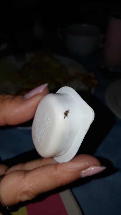 Käfer Kot an der Magarine Hotel Los Cactus