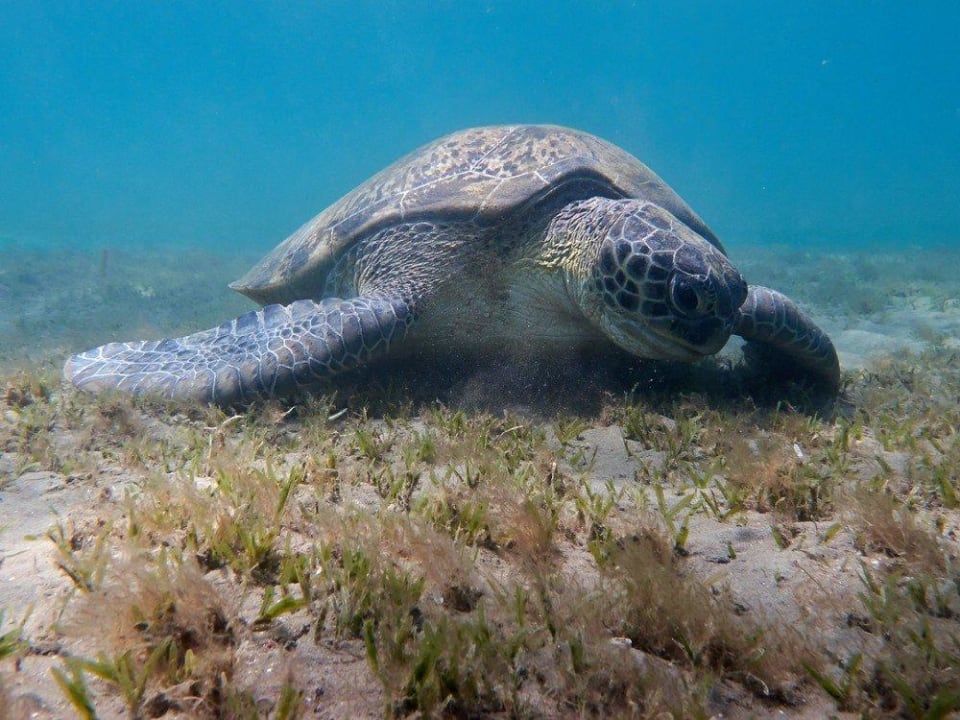 Meeresschildkröte Malikia Resort Abu Dabbab
