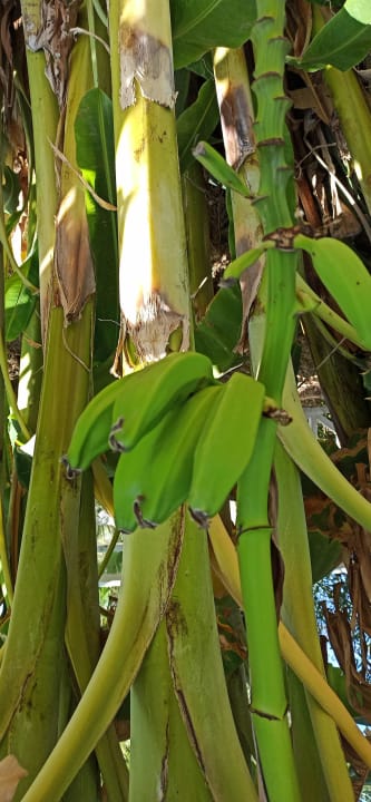 Gartenanlage Seaden Sea Planet Resort & Spa