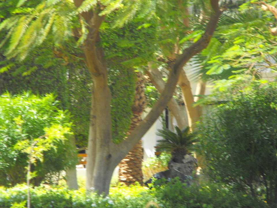 Blick in den Garten The Grand Hotel Hurghada