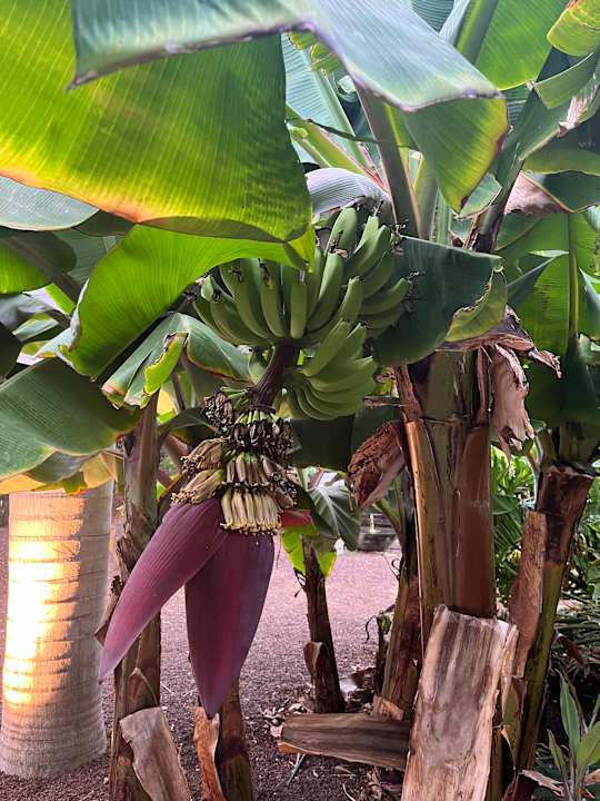 Gartenanlage Lopesan Costa Meloneras, Resort & Spa