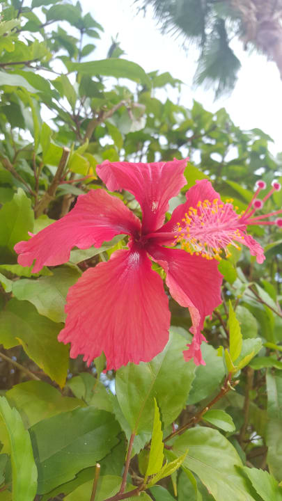 Gartenanlage Hotel Riu Karamboa