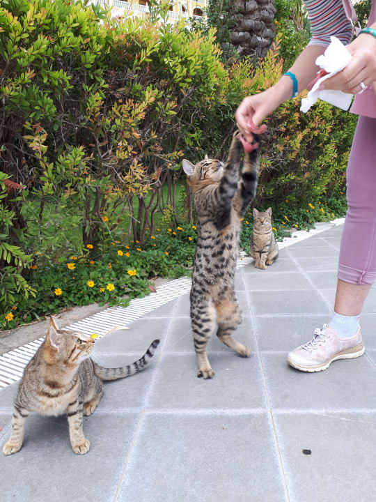 Gartenanlage Royal Holiday Palace