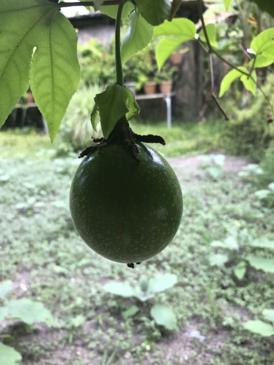 Gartenanlage Adaaran Select Hudhuran Fushi - Premium All Inclusive