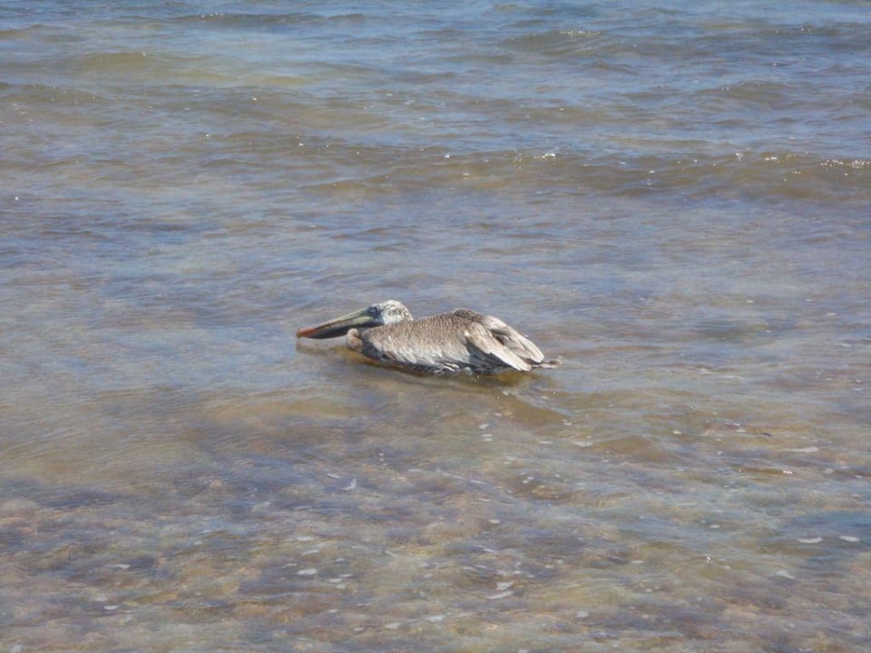 Meer BlueBay Grand Esmeralda