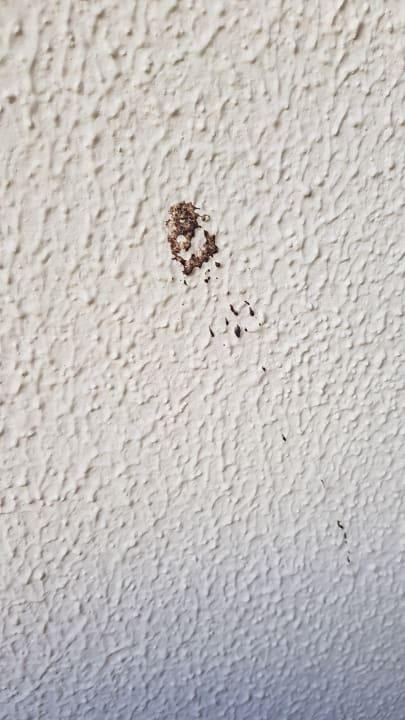 An der Wand kleben  Hotel Sultan of Side