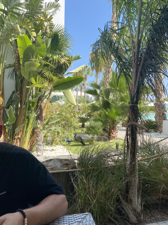 Gartenanlage White Dreams Resort & Anex