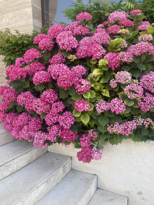 Gartenanlage HVD Clubhotel Miramar