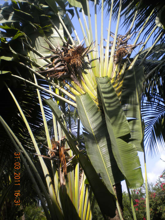 Überall wunderschöne Pflanzen Grand Oasis Tulum Riviera - All Inclusive