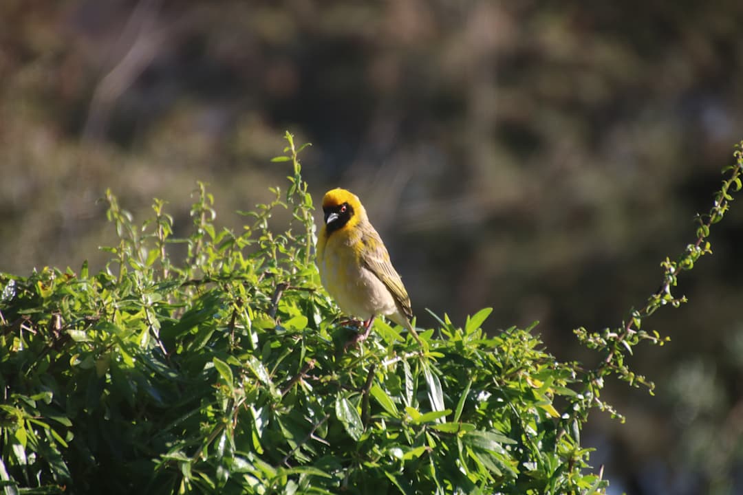 Sonstiges AfriCamps - Klein Karoo