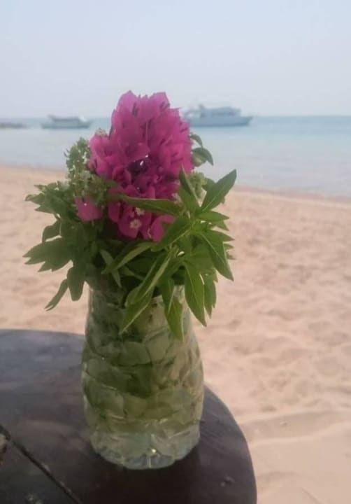 Geschenk von Strandboy Mahmoud Eagles Paradise Abu Soma