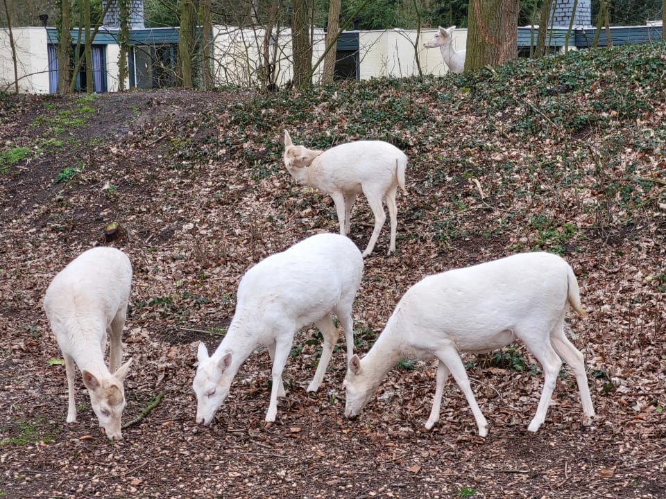 Gartenanlage Center Parcs Het Meerdal