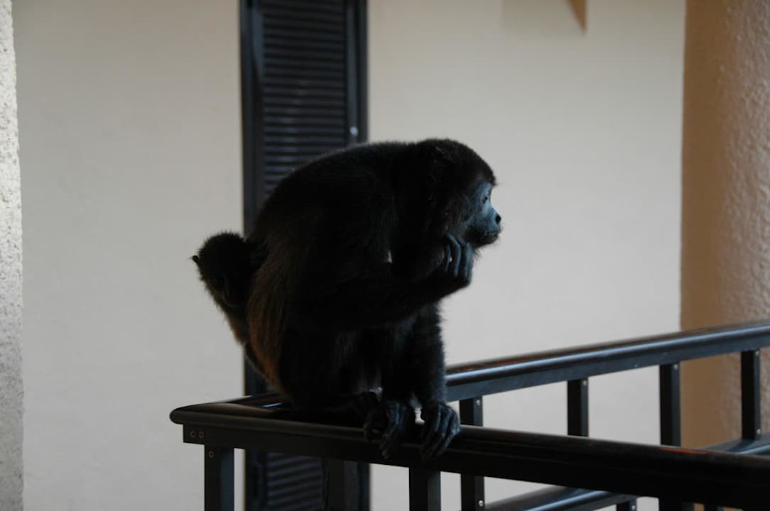 Brüllaffen in der Anlage Sandos Playacar Beach Resort