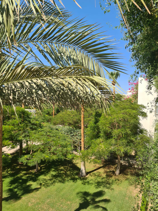 Gartenanlage Desert Rose