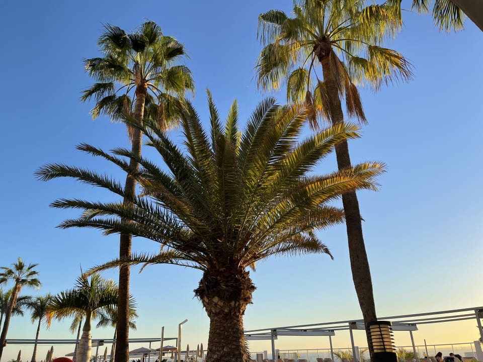 Pool Hotel Riu Vistamar