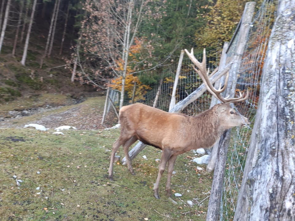 Gartenanlage Naturhotel Forsthofgut