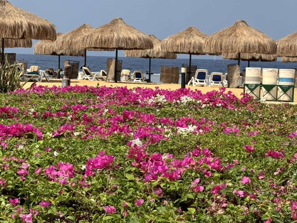 Gartenanlage Lazuli Hotel Marsa Alam
