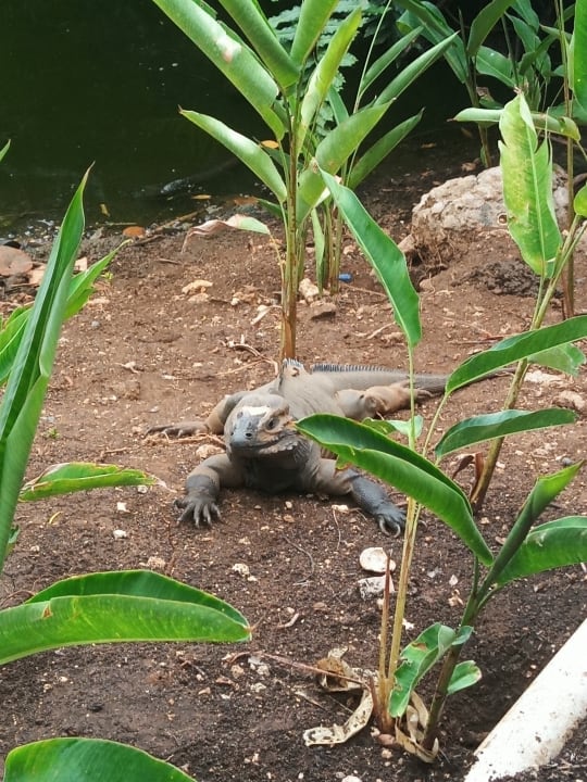 Gartenanlage Hotel Viva Dominicus Beach by Wyndham - All Inclusive Resort