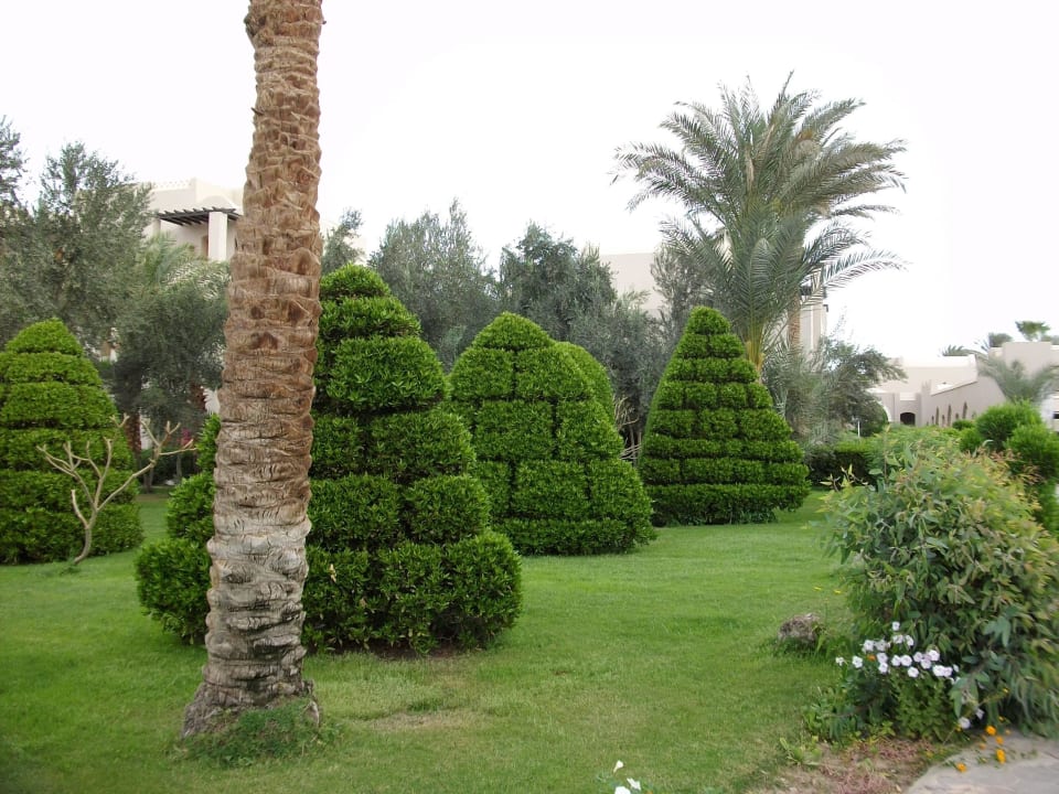 Immer grün und sauber Jaz Makadi Oasis Resort