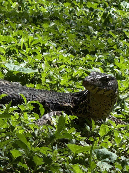 Gartenanlage SENTIDO Khao Lak