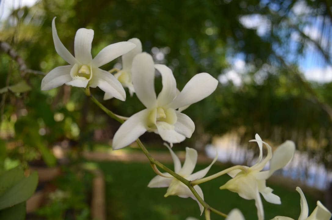 Garden Luvi Lucas River Side