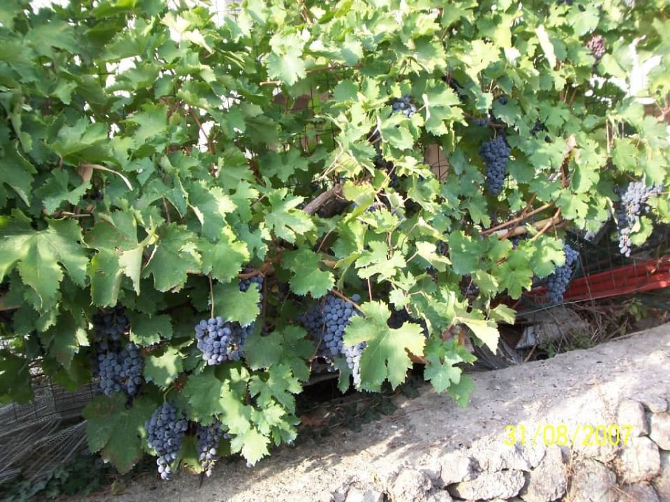 Reben am Hotel Hotel Parco La Rosa