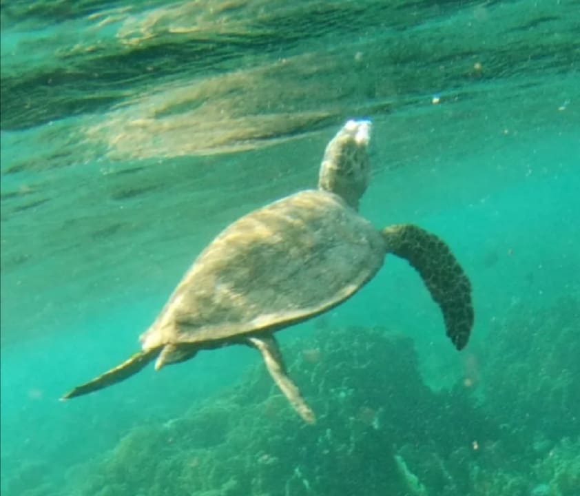 Strand Bliss Nada Beach Resort