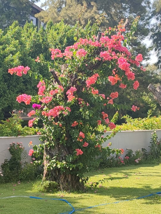 Gartenanlage Seaden Quality Resort & Spa