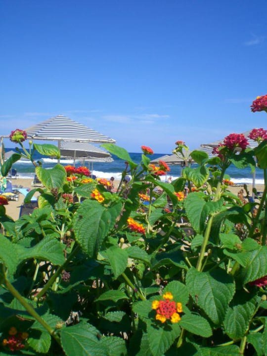 Blumen und Sonnenschirm, Strand und Meer - wunderbar Calimera Sirens Beach