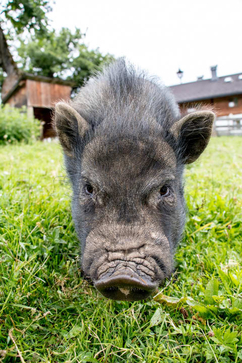 Sonstiges Bauernhof Christernhof