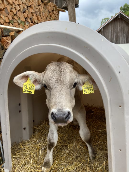 Sonstiges Lindenhof Briegel