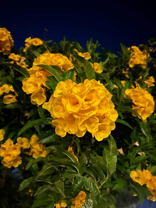 Gartenanlage Steigenberger ALDAU Beach Hotel