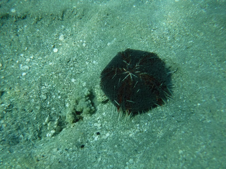 Sport & Freizeit Jaz Costa Mares (Adults Only)