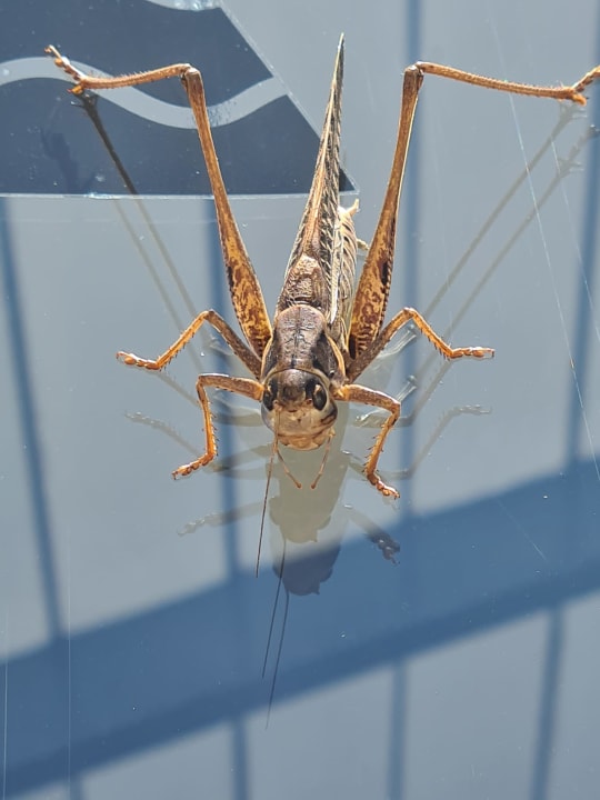 Sonstiges Atlantica Mikri Poli Rhodes