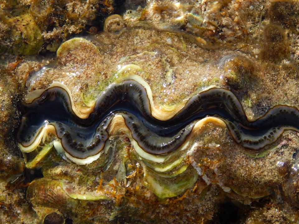 Strand Pickalbatros Citadel Resort