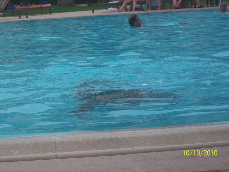 Der Salzwasserpool Hotel Rosa Beach