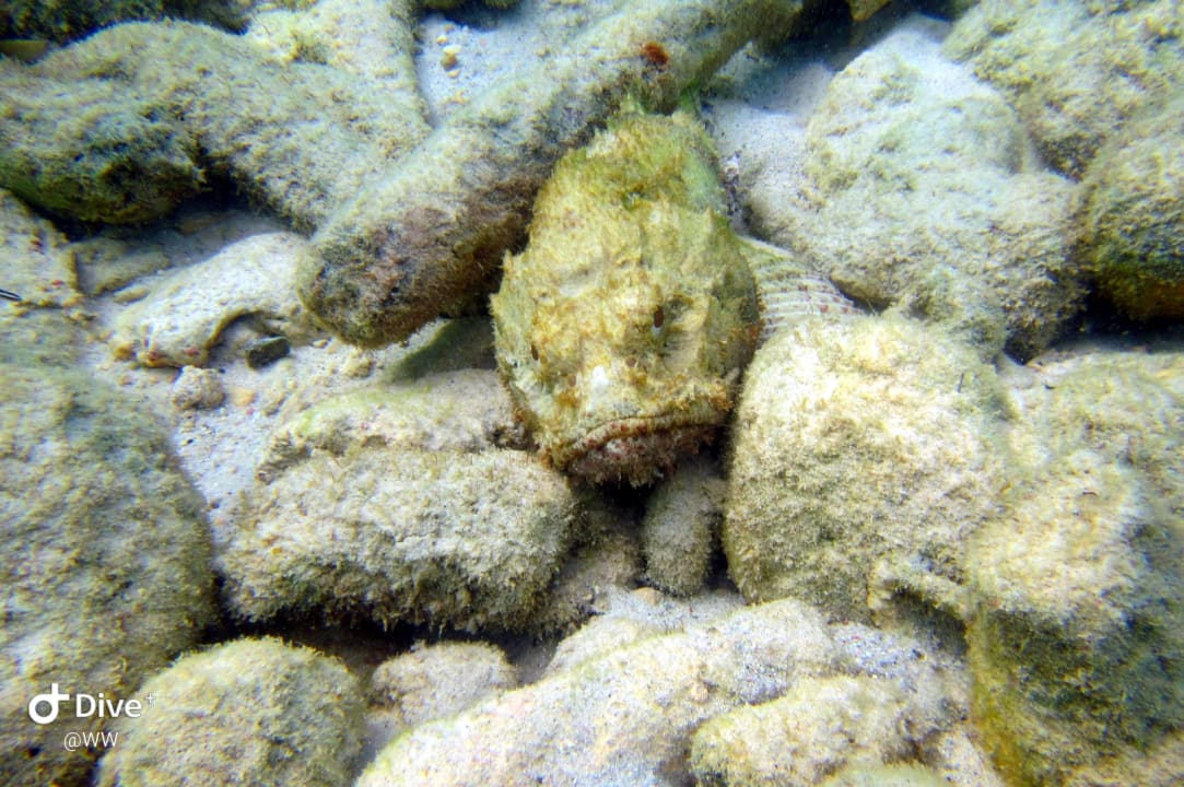 Sport & Freizeit Divi Flamingo Beach Resort