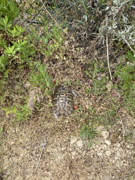 Garten VONRESORT Golden Beach