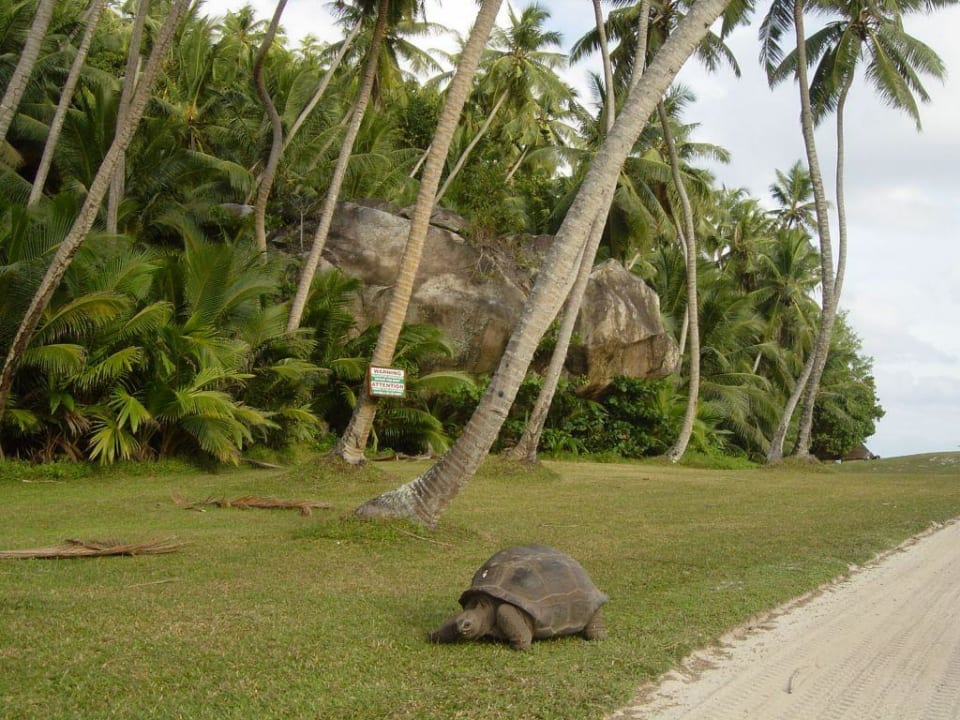 Schildkröte Hotel North Island