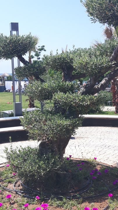 Gartenanlage Numa Bay Exclusive Hotel
