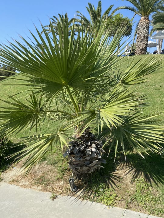 Gartenanlage Rodos Princess Beach Hotel & Spa