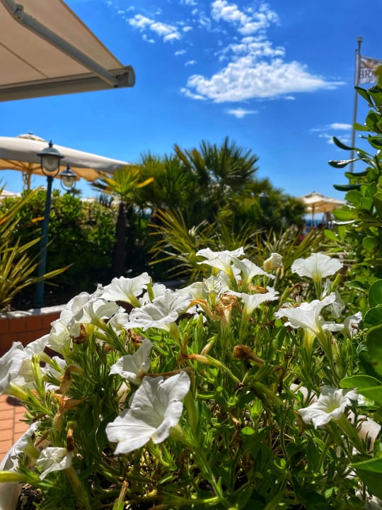 Gartenanlage Park Hotel Brasilia