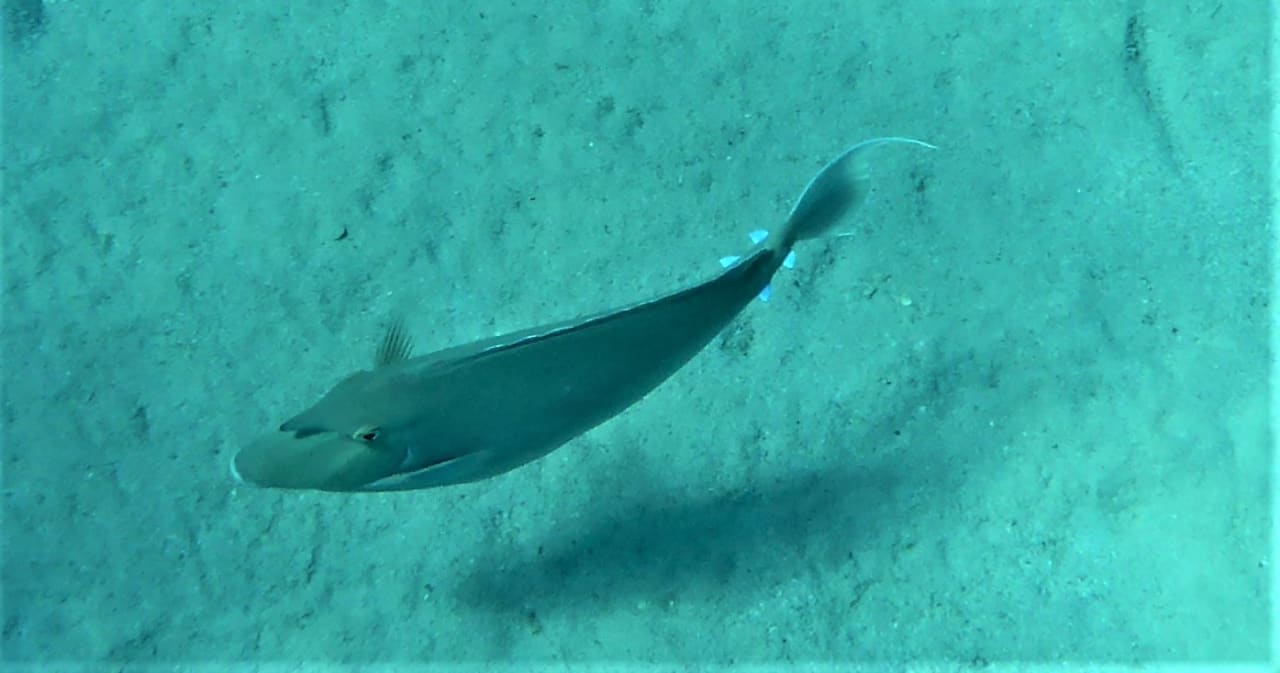 Sport & Freizeit Cleopatra Luxury Resort Makadi Bay