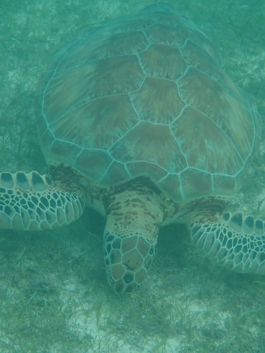 Strand Akumal Bay Beach & Wellness Resort