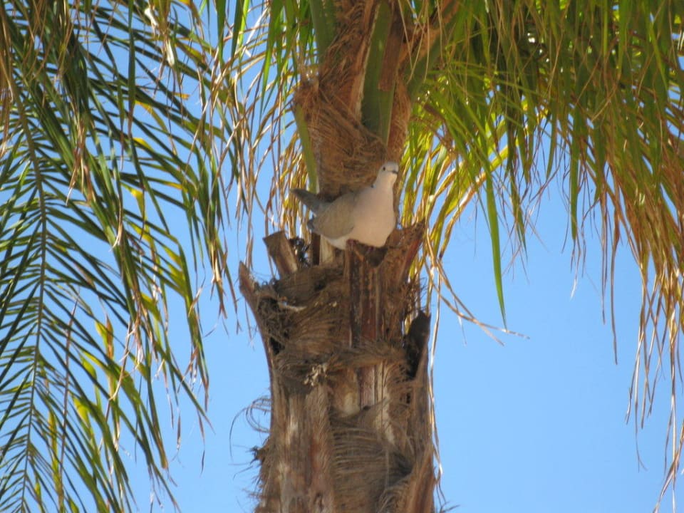 Ein kleiner Besucher Hotel Riu Palace Maspalomas Adults Only
