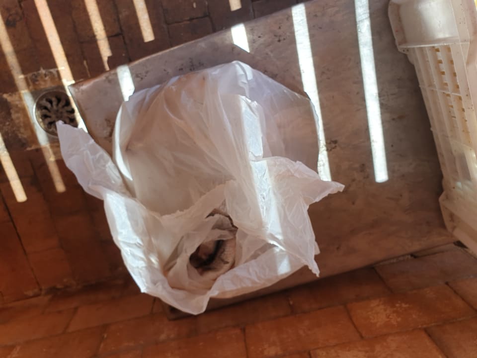 Gastro Parrotel Beach Resort