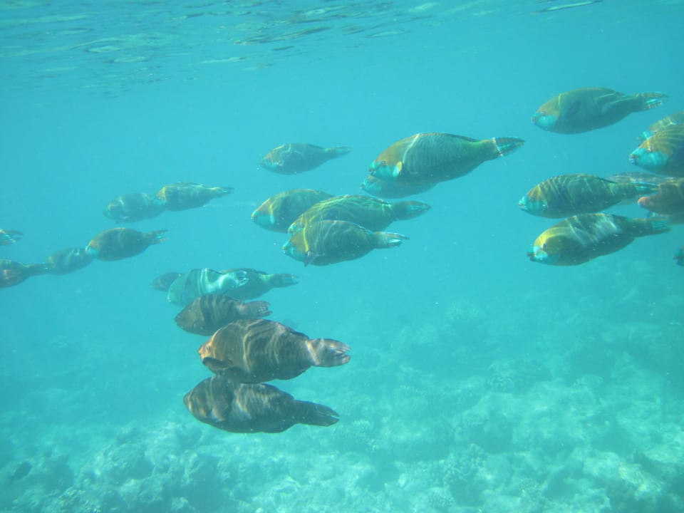 Papi Fisch Kuramathi Maldives