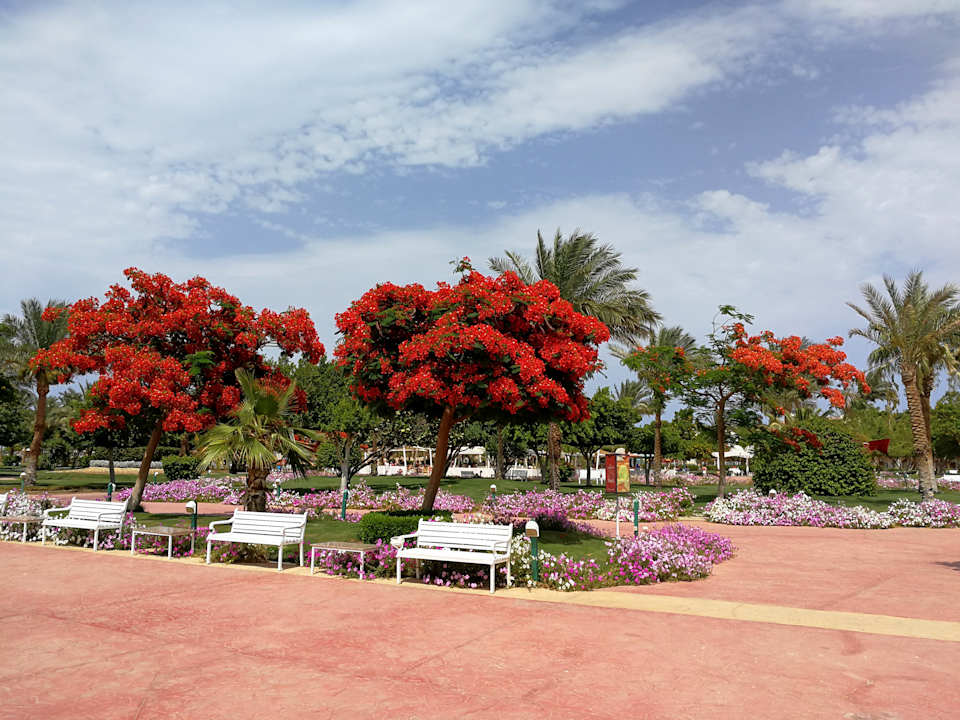 Gartenanlage Desert Rose