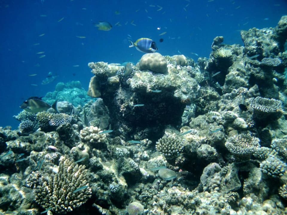 Hausriff Eri Maldives