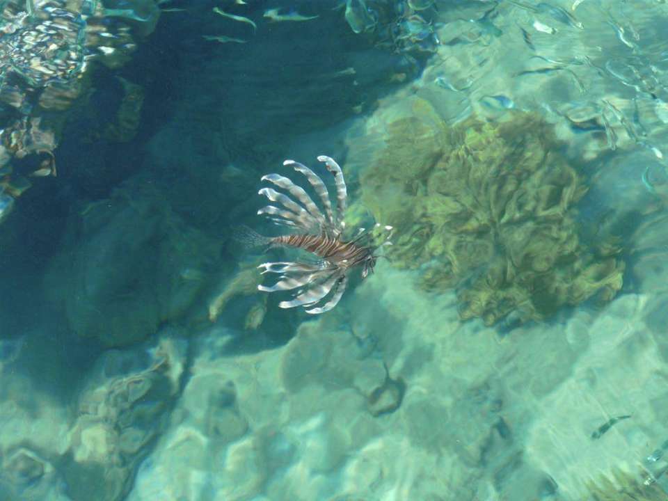 Feuerfisch am Steg Happy Life Village